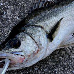 深江浜 デイゲーム 45cm